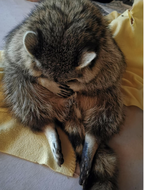 Waschbär